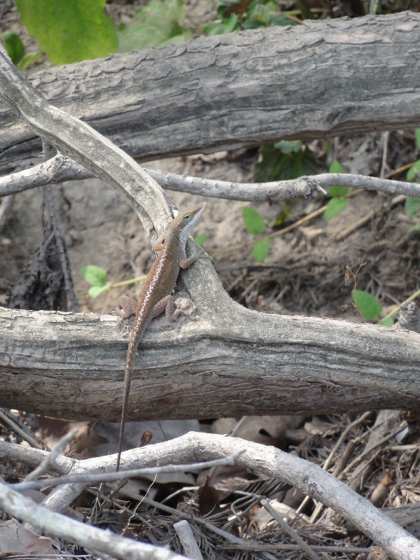 Lizard near Live Oak