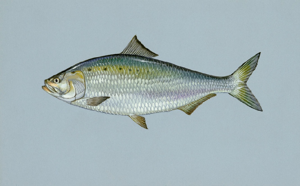 Fish Species