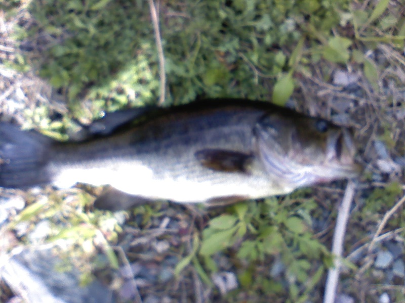 Turners Pond