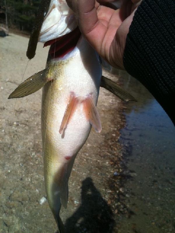 drop shot fish