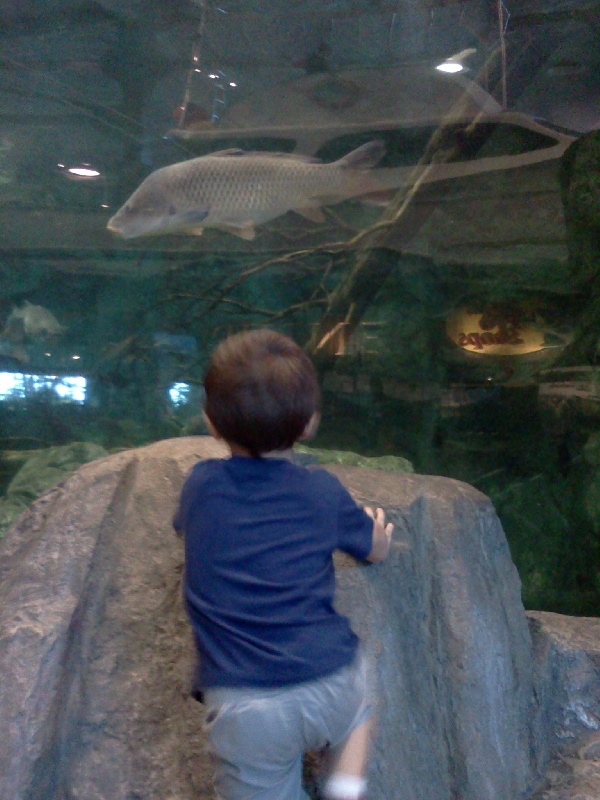 bass pro fish tank