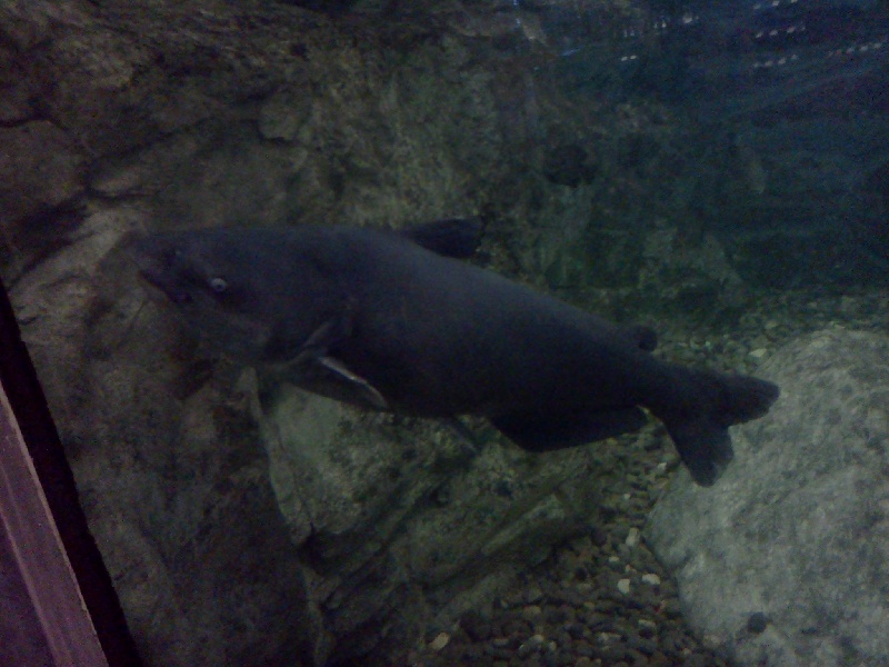 40+ lb blue cat