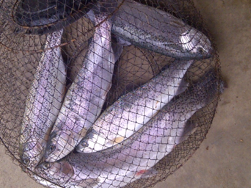 wv trout
