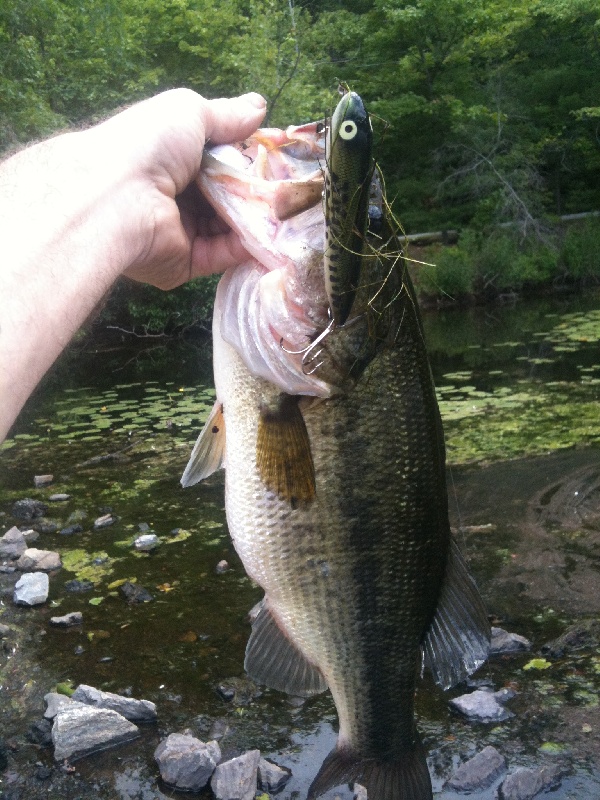 lunch time larry 6/19