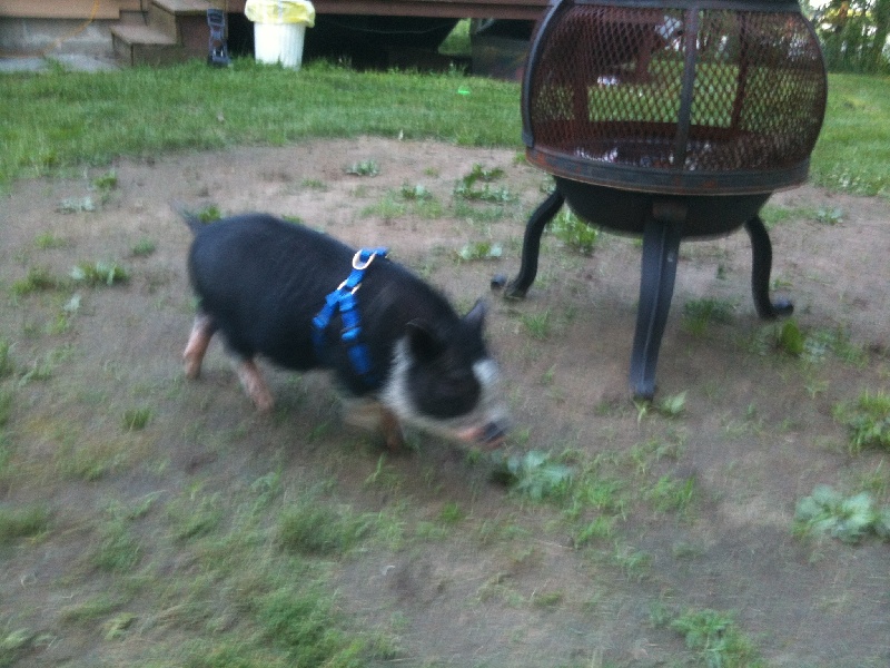 wilber/aka bacon