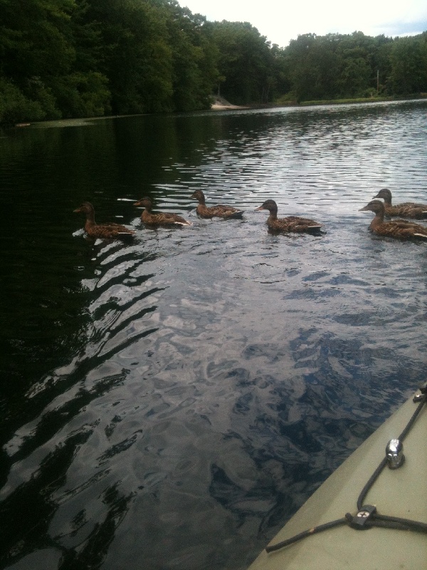 nipmuc