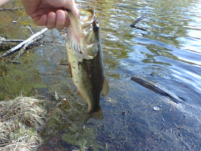 dean pond 2012