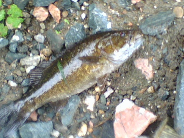 river in palmer 2011