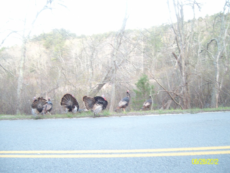 turkeys everywhere