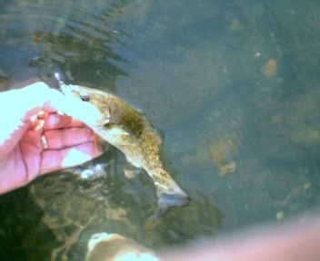 smallmouth