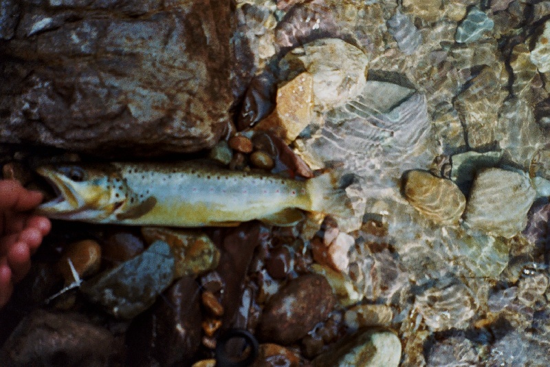 Brown trout