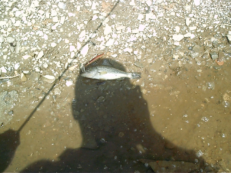 Largemouth 