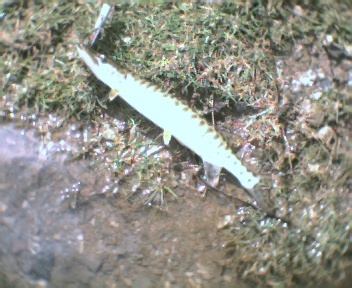 Musky