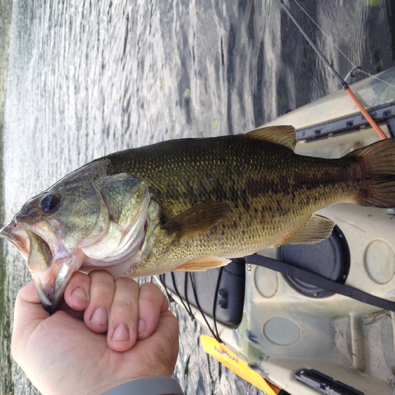 1lbs 12 oz pad Larry