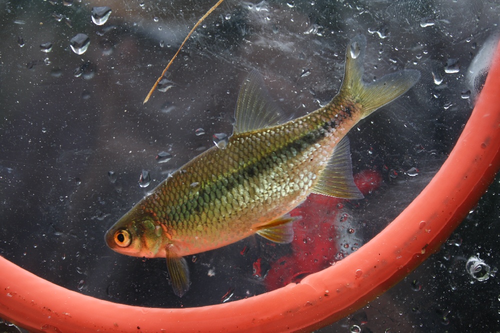 Golden Shiner