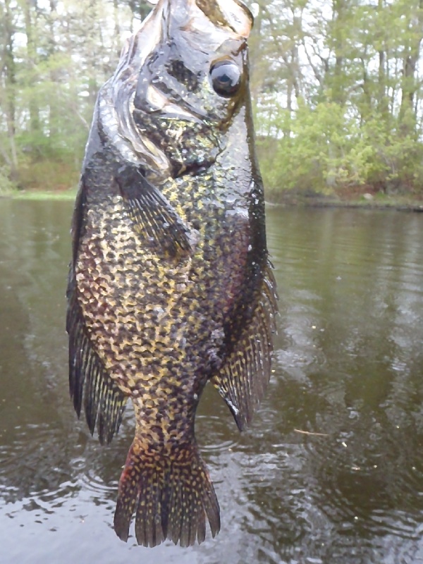 Crappie