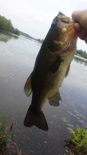 Little Bass