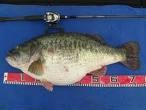 big ass bass2