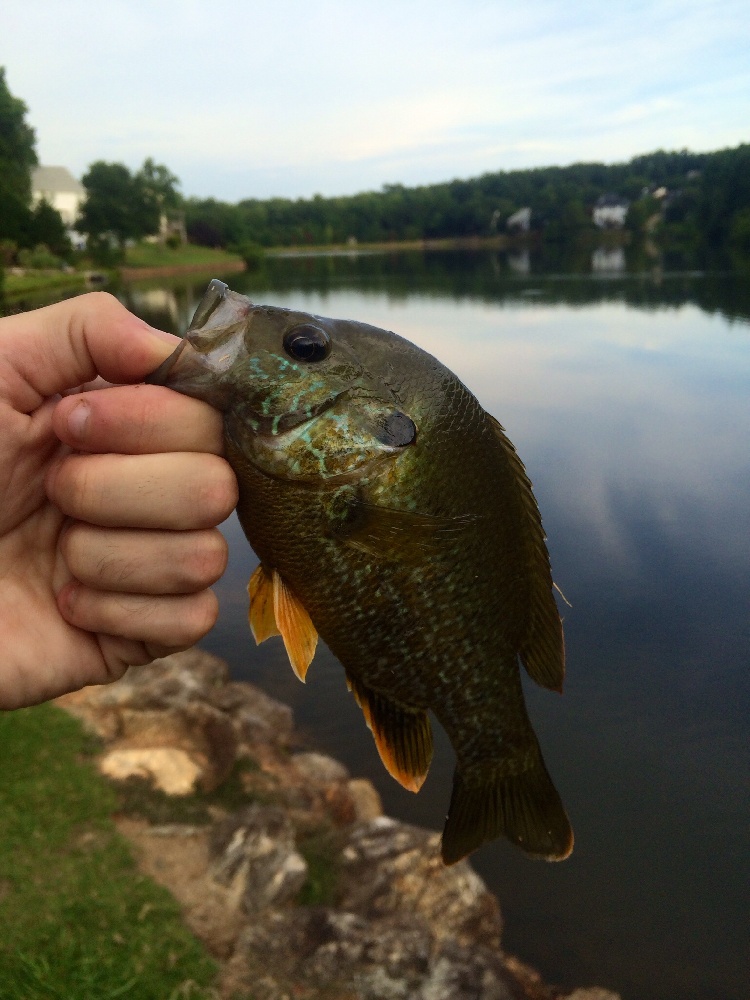 Prettiest pumpkinseed EVER 