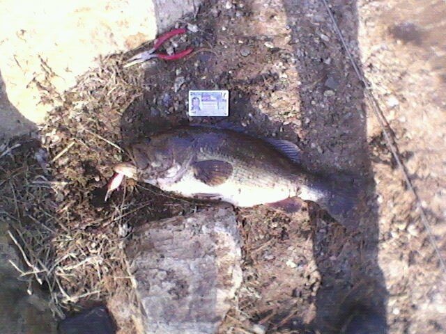 Frist Bass of the Year