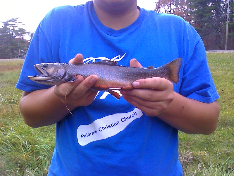 16in. Brookie