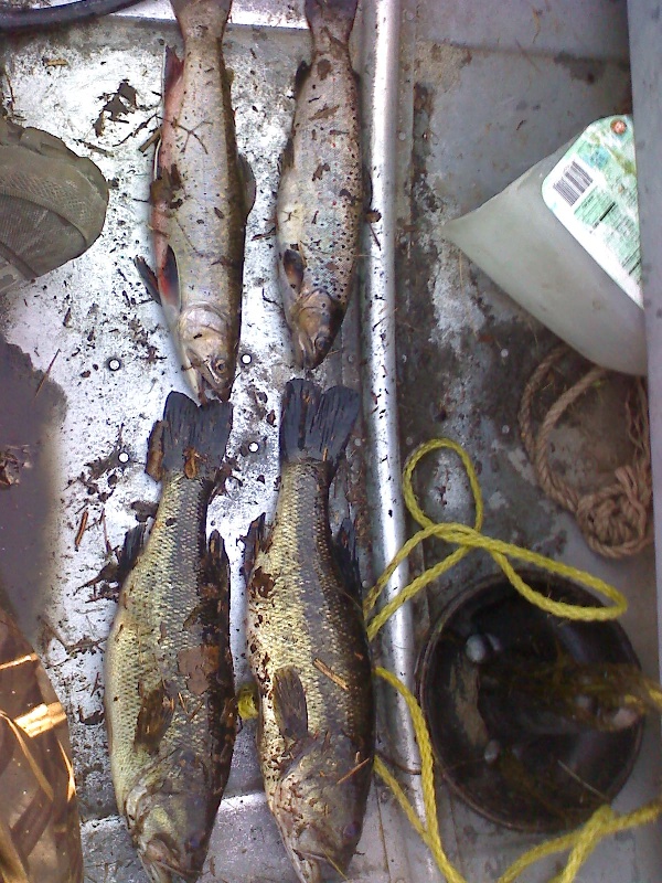 My Catch