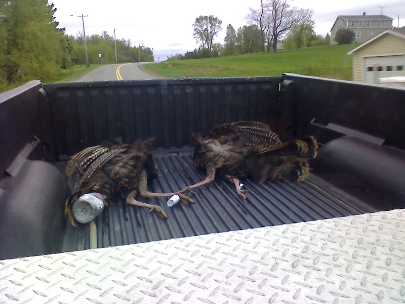 Mine and my Friends Turkey's