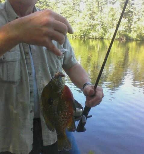 1 big sunfish,massabesic lake