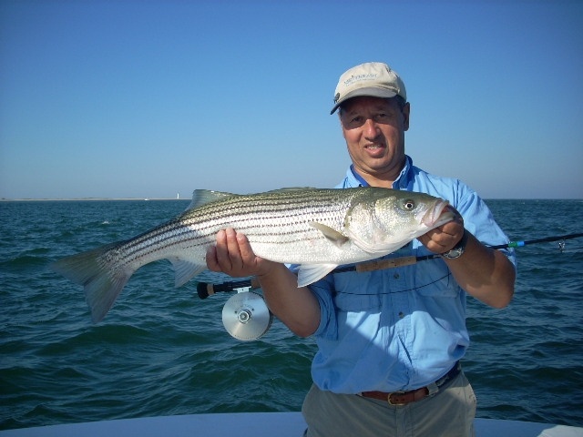 Late Spring Striper