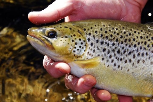 Farmington Brownie