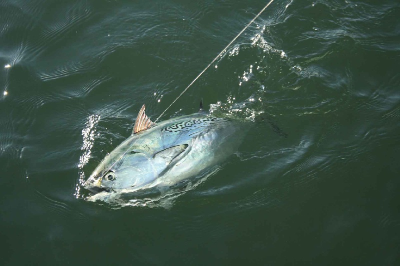False Albacore