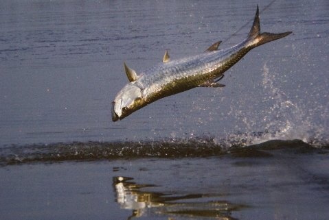 Backwater Tarpon Fl. Keys