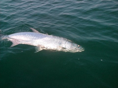 40 Pound Tarpon 