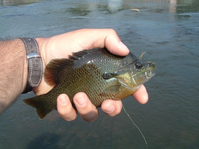 New river 