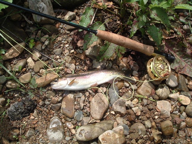 wild trout stream
