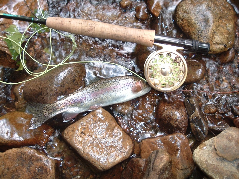 wild trout stream