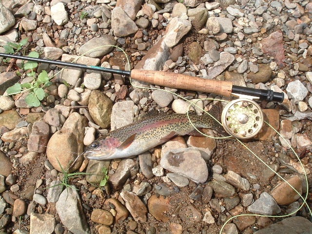 wild trout stream