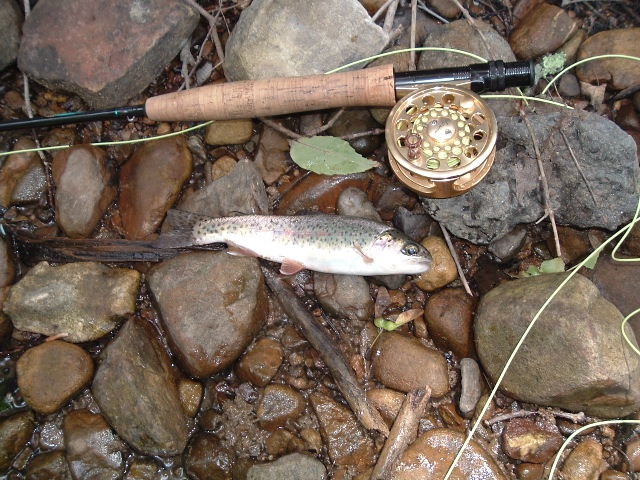 wild trout stream