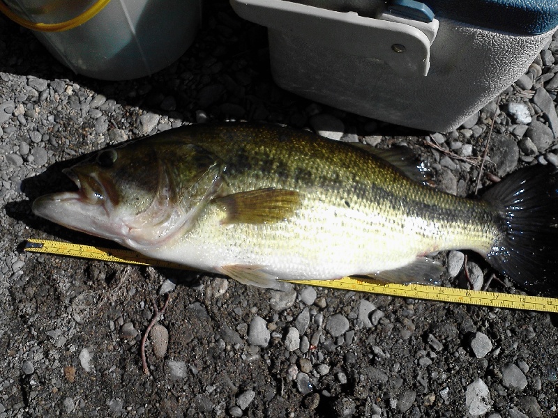 20 inch largemouth