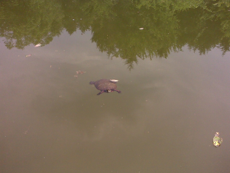 Fish follower