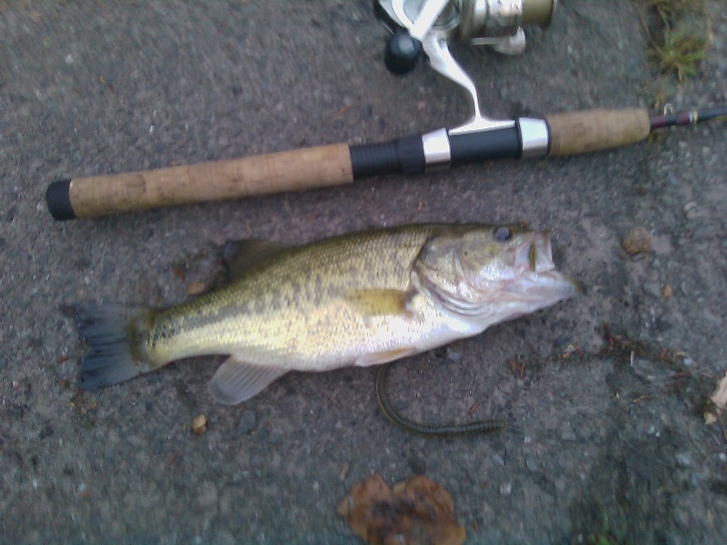1 lb LMB