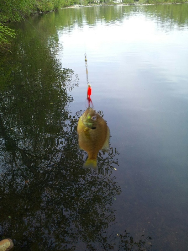 First Fish