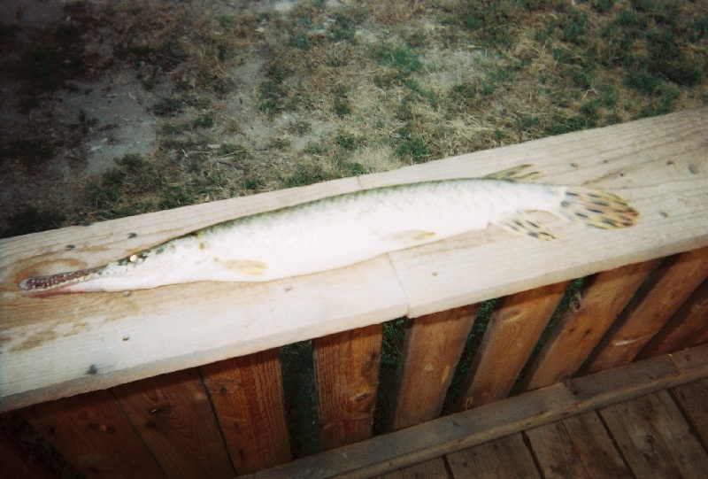 Hondo Creek Gar near Castroville