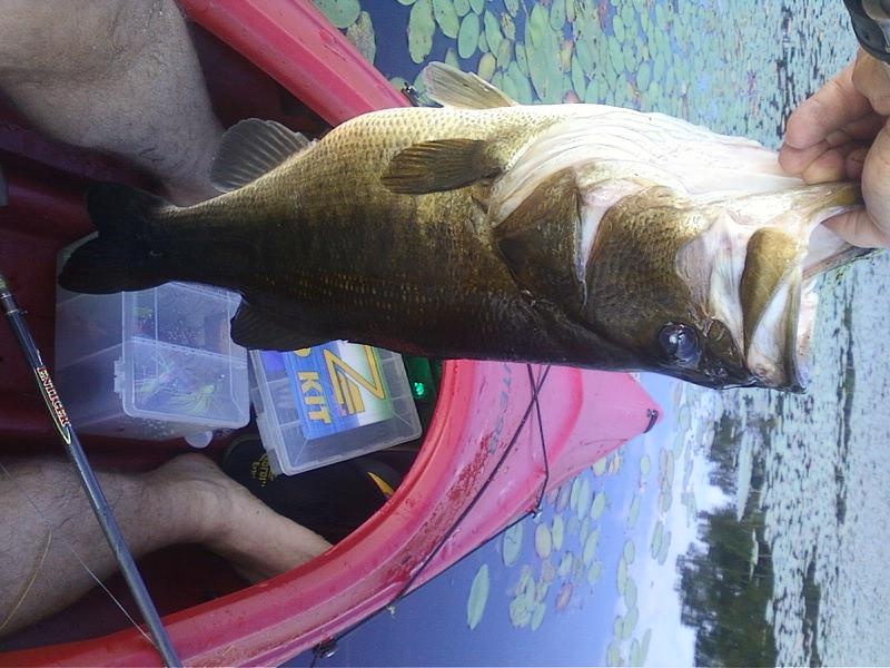 five pounder