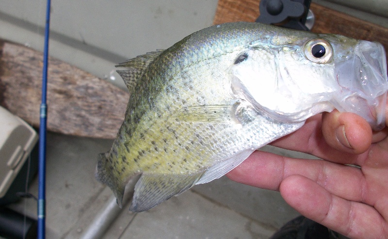 crappie