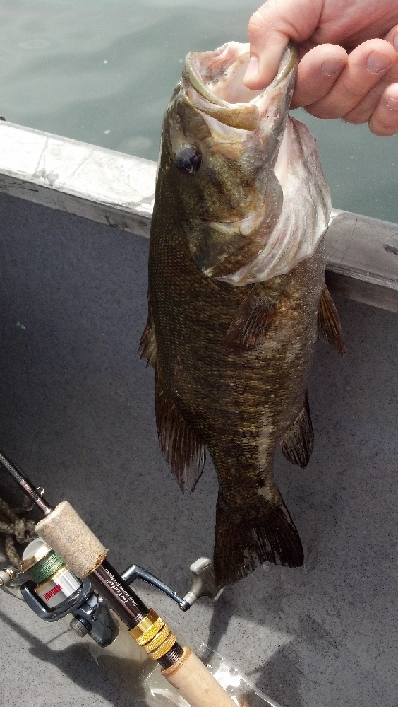 Smallmouth in Stoneham