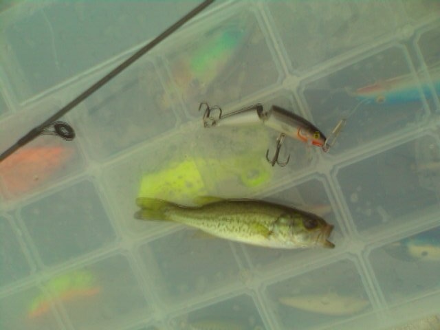 Micro Bass