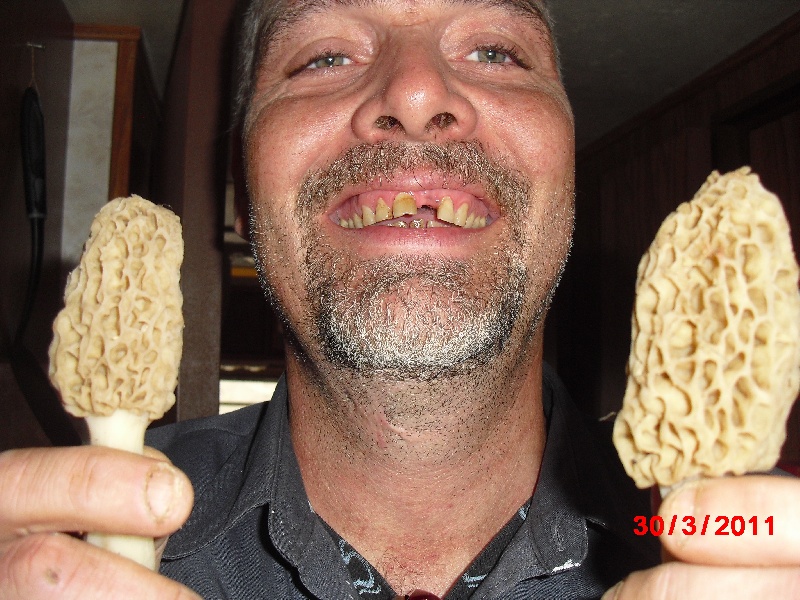 morels