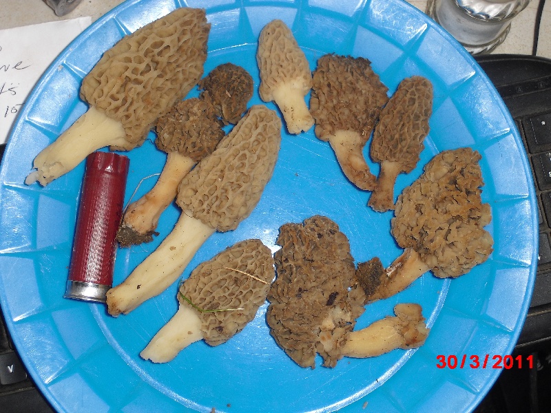 Who say's there are no morels in North Carolina