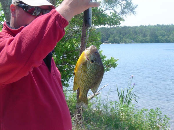 Big sun fish 1lb 1oz